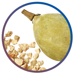 Pulpe de fruit de baobab