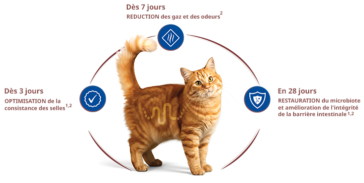 promesse-3-7-28-chat.png