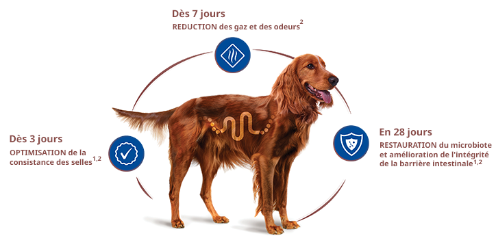 promesse-3-7-28-chien.png