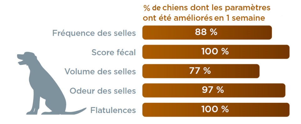 stats-parametres-digestifs-chien.png