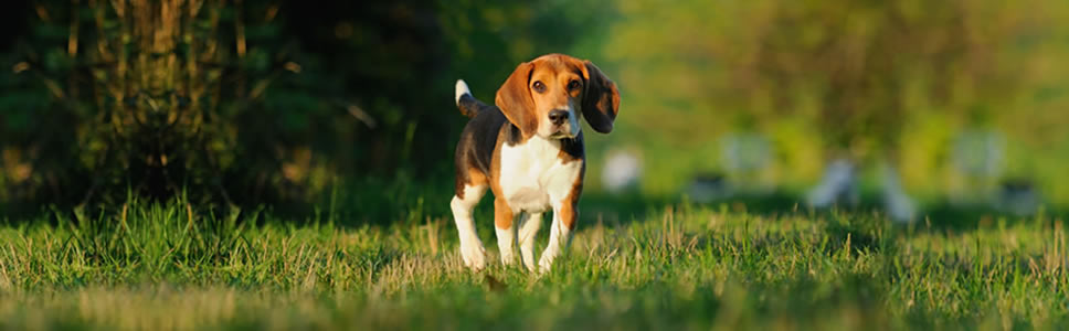 Titre du teaser picture